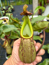 Load image into Gallery viewer, N.burbidgeae x veitchii
