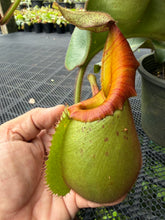Load image into Gallery viewer, N. veitchii - Specimen 3

