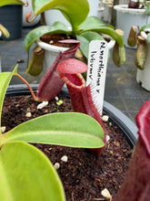 Load image into Gallery viewer, N.northiana x {[(lowii x veitchii) x boschiana] x [(veitchii x maxima) x veitchii]}
