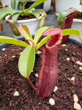 Load image into Gallery viewer, N.northiana x {[(lowii x veitchii) x boschiana] x [(veitchii x maxima) x veitchii]}
