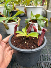 Load image into Gallery viewer, N.northiana x {[(lowii x veitchii) x boschiana] x [(veitchii x maxima) x veitchii]}
