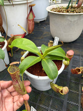 Load image into Gallery viewer, N.campanulata x (boschiana x veitchii) - Specimen 2
