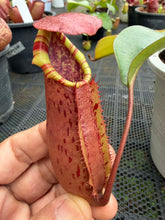 Load image into Gallery viewer, N.northiana x veitchii - Specimen 1
