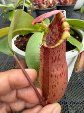 Load image into Gallery viewer, N.northiana x veitchii - Specimen 1
