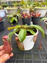 Load image into Gallery viewer, N.northiana x veitchii - Specimen 1

