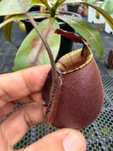 Load image into Gallery viewer, N. bicalcarata x ampullaria 'Black Miracle' - Specimen 1
