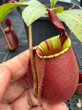 Load image into Gallery viewer, N. ampullaria x bicalcarata
