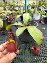 Load image into Gallery viewer, N. ampullaria x bicalcarata
