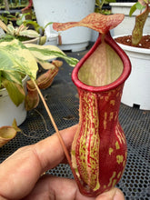 Load image into Gallery viewer, N. Gaya 'Variegated'
