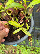 Load image into Gallery viewer, N. ampullaria 'Black Variegated' - Specimen 2
