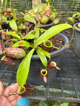 Load image into Gallery viewer, N. ampullaria 'Black Variegated' - Specimen 2
