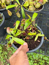 Load image into Gallery viewer, N. ampullaria 'Black Variegated' - Specimen 2
