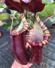 Load image into Gallery viewer, N.mirabilis x veitchii - Specimen 1
