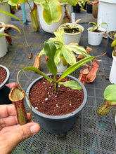Load image into Gallery viewer, N.mirabilis x veitchii - Specimen 1

