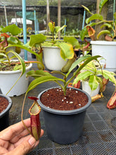Load image into Gallery viewer, N.mirabilis x veitchii - Specimen 2
