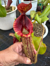 Load image into Gallery viewer, N.{[(lowii x veitchii) x boschiana] x [(veitchii x maxima) x veitchii]} x (maxima x veitchii)
