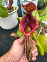 Load image into Gallery viewer, N.{[(lowii x veitchii) x boschiana] x [(veitchii x maxima) x veitchii]} x (maxima x veitchii)
