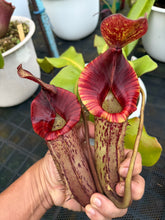 Load image into Gallery viewer, N.{[(lowii x veitchii) x boschiana] x [(veitchii x maxima) x veitchii]} x (maxima x veitchii)
