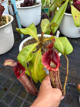 Load image into Gallery viewer, N.{[(lowii x veitchii) x boschiana] x [(veitchii x maxima) x veitchii]} x (maxima x veitchii)
