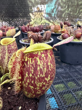 Load image into Gallery viewer, N. ampullaria -  Specimen 27
