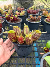 Load image into Gallery viewer, N. ampullaria -  Specimen 27
