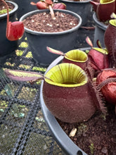 Load image into Gallery viewer, N. ampullaria -  Specimen 28
