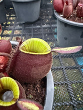 Load image into Gallery viewer, N. ampullaria -  Specimen 28
