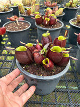 Load image into Gallery viewer, N. ampullaria -  Specimen 28
