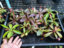 Load image into Gallery viewer, N.cambodia x rafflesiana - Wholesale lot of 10
