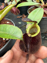 Load image into Gallery viewer, N.Hookeriana 'Black' - Wholesale lot of 10
