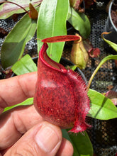 Load image into Gallery viewer, N.(mirabilis var Trang-Bizarre x (viking x ampullaria)) x rafflesiana - Wholesale lot of 10
