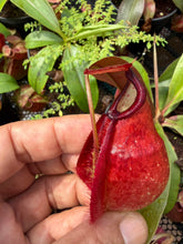 Load image into Gallery viewer, N.(mirabilis var Trang-Bizarre x (viking x ampullaria)) x rafflesiana - Wholesale lot of 10

