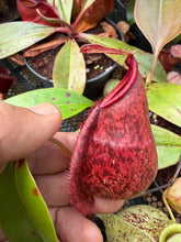 Load image into Gallery viewer, N.(mirabilis var Trang-Bizarre x (viking x ampullaria)) x rafflesiana - Wholesale lot of 10
