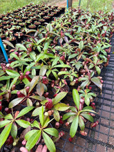 Load image into Gallery viewer, N.(mirabilis var Trang-Bizarre x (viking x ampullaria)) x rafflesiana - Wholesale lot of 10
