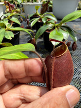 Load image into Gallery viewer, N.bicalcarata x ampullaria 'Black Miracle' - Wholesale lot of 10

