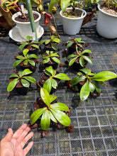 Load image into Gallery viewer, N.bicalcarata x ampullaria 'Black Miracle' - Wholesale lot of 10
