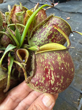 Load image into Gallery viewer, N. ampullaria 'Giant Tricolor'
