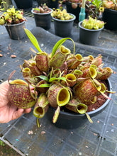 Load image into Gallery viewer, N. ampullaria 'Giant Tricolor'
