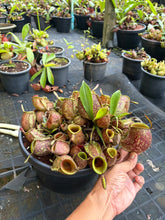 Load image into Gallery viewer, N. ampullaria 'Giant Tricolor'
