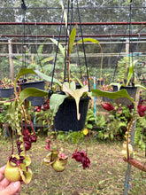 Load image into Gallery viewer, N.Hookeriana x (mirabilis var. Trang-Bizarre x (viking x ampullaria))
