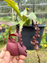 Load image into Gallery viewer, N.Hookeriana x (mirabilis var. Trang-Bizarre x (viking x ampullaria 'Black Miracle')) - Specimen 2
