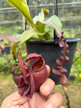 Load image into Gallery viewer, N.Hookeriana x (mirabilis var. Trang-Bizarre x (viking x ampullaria 'Black Miracle')) - Specimen 2
