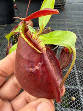 Load image into Gallery viewer, N. Hookeriana - Specimen 1
