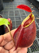 Load image into Gallery viewer, N. Hookeriana - Specimen 1
