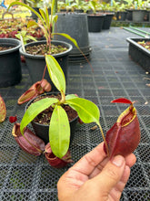 Load image into Gallery viewer, N. Hookeriana - Specimen 1
