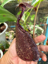 Load image into Gallery viewer, N. rafflesiana 'Chocolate'
