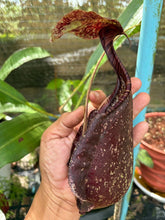 Load image into Gallery viewer, N. rafflesiana 'Chocolate'
