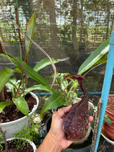 Load image into Gallery viewer, N. rafflesiana 'Chocolate'
