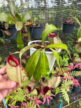 Load image into Gallery viewer, N. Hookeriana - Specimen 2
