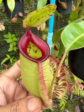 Load image into Gallery viewer, N. Hookeriana - Specimen 3
